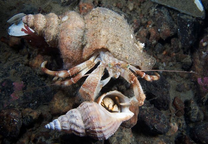 Underwater life, White Sea