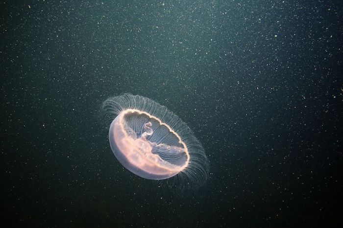 Underwater life, White Sea