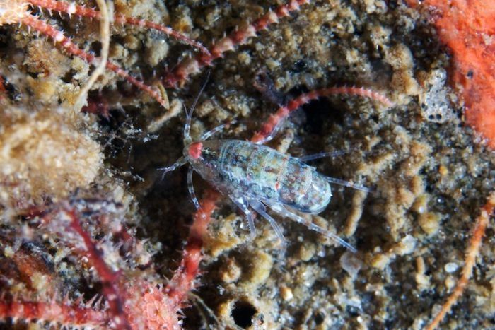 Underwater life, White Sea