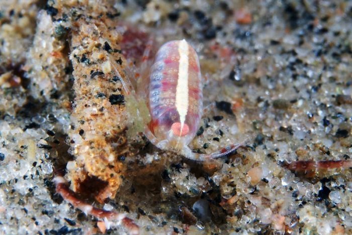 Underwater life, White Sea