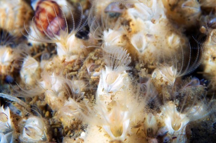 Underwater life, White Sea