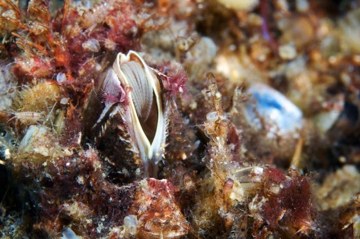 Underwater life, White Sea