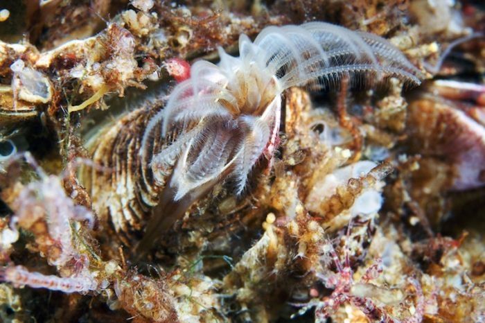 Underwater life, White Sea