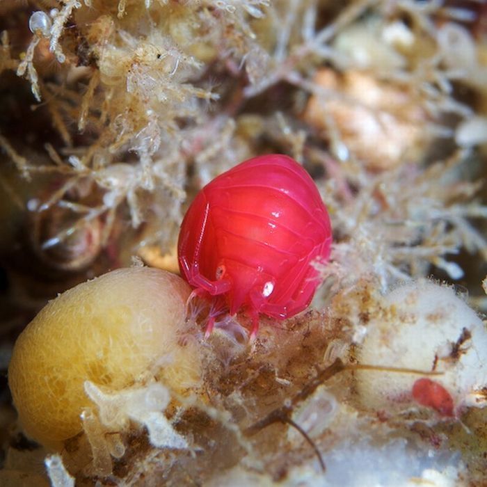 Underwater life, White Sea