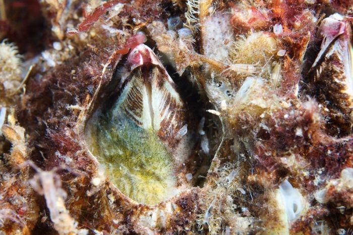 Underwater life, White Sea