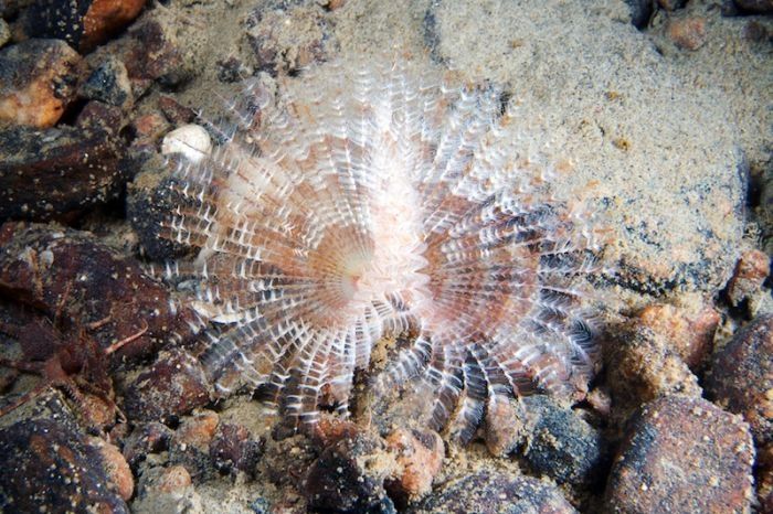 Underwater life, White Sea