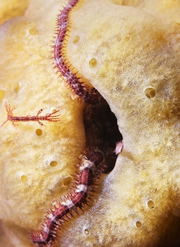 Underwater life, White Sea