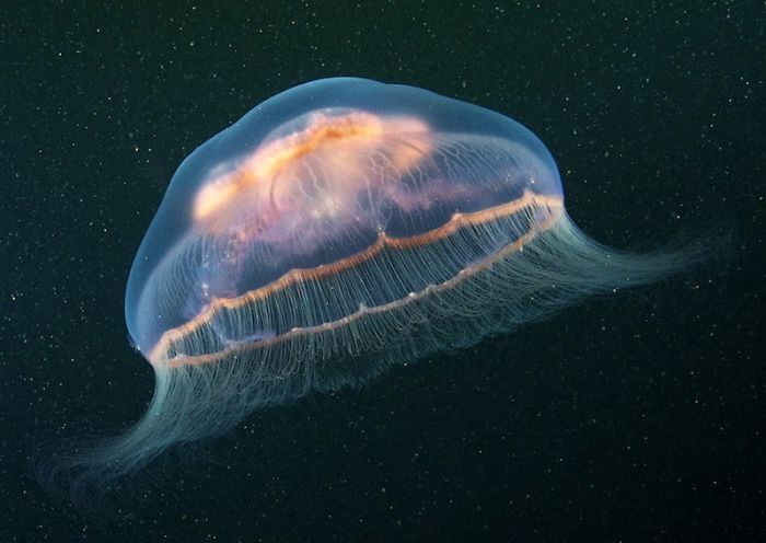 Underwater life, White Sea