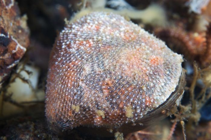 Underwater life, White Sea