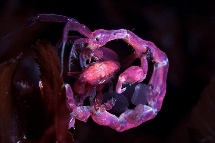 Underwater life, White Sea