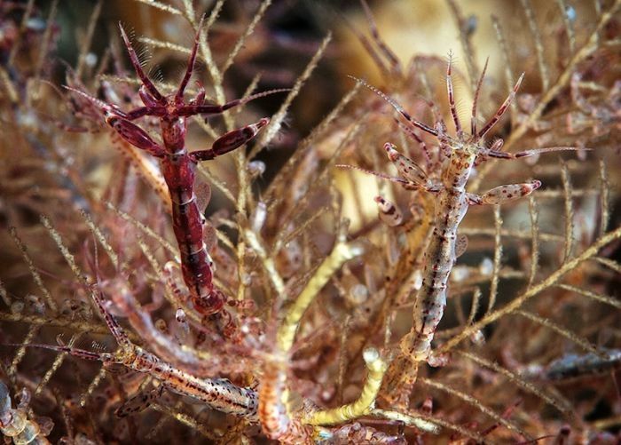 Underwater life, White Sea