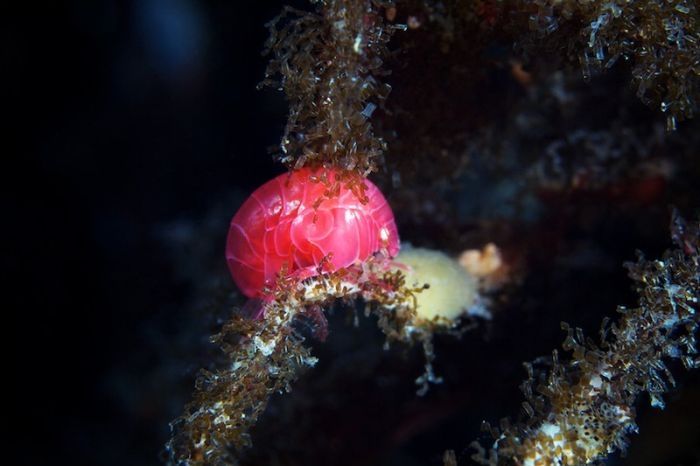 Underwater life, White Sea