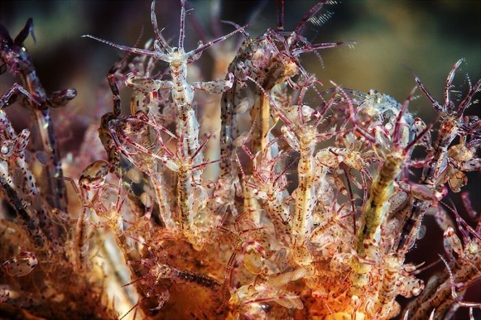 Underwater life, White Sea