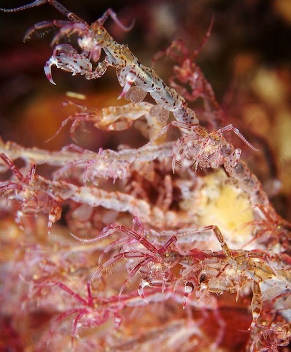 Underwater life, White Sea