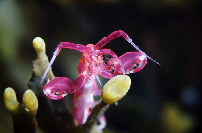 Underwater life, White Sea