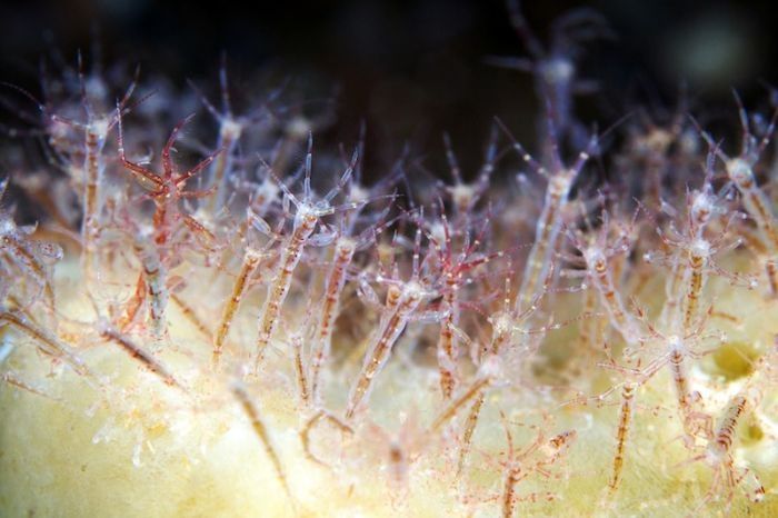 Underwater life, White Sea