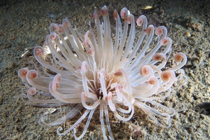 Underwater life, White Sea