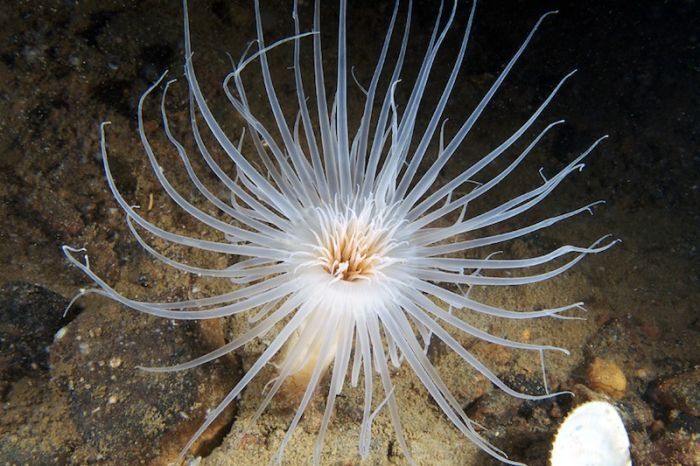 Underwater life, White Sea