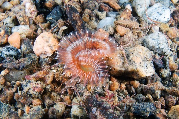 Underwater life, White Sea