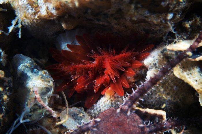 Underwater life, White Sea