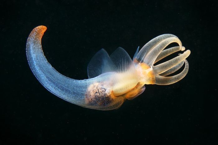 Underwater life, White Sea