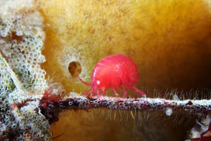 Underwater life, White Sea