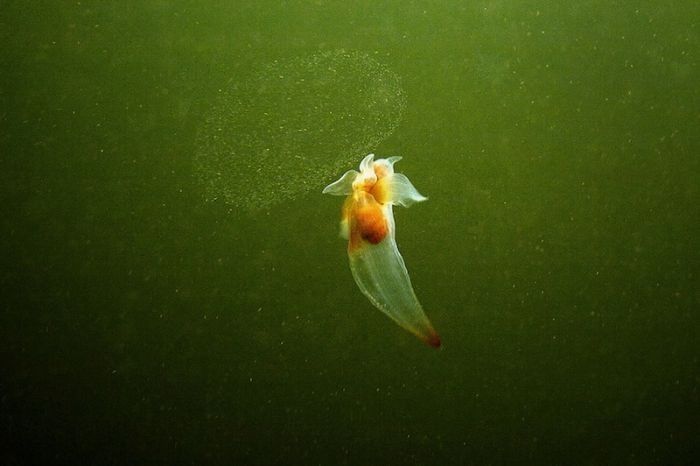 Underwater life, White Sea