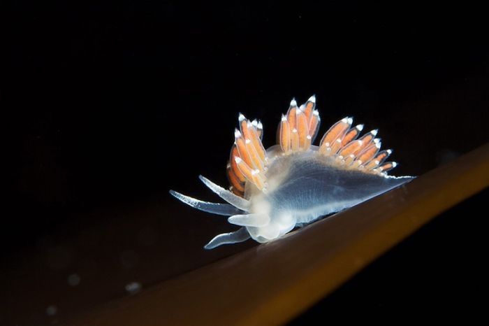 Underwater life, White Sea