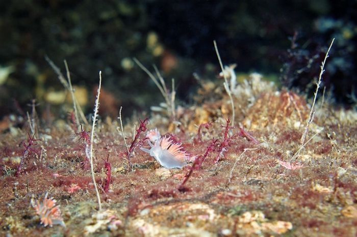 Underwater life, White Sea