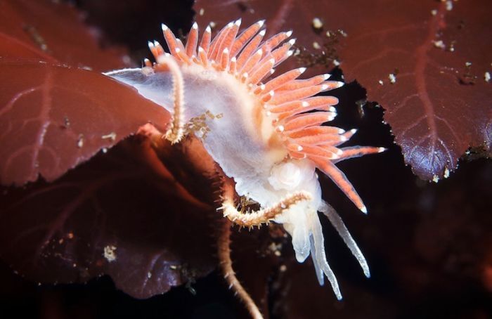 Underwater life, White Sea