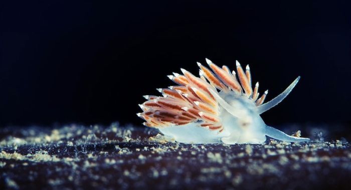 Underwater life, White Sea