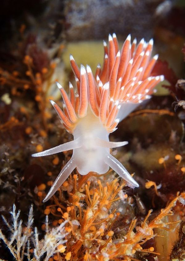 Underwater life, White Sea