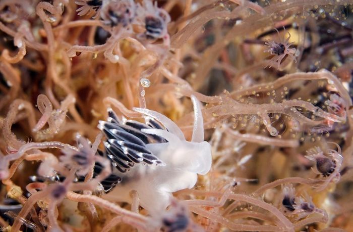 Underwater life, White Sea