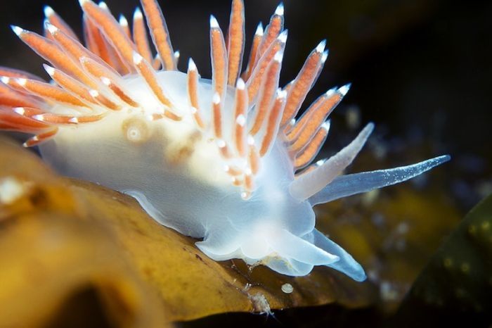 Underwater life, White Sea