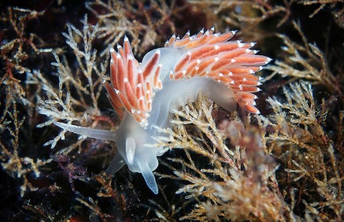 Underwater life, White Sea