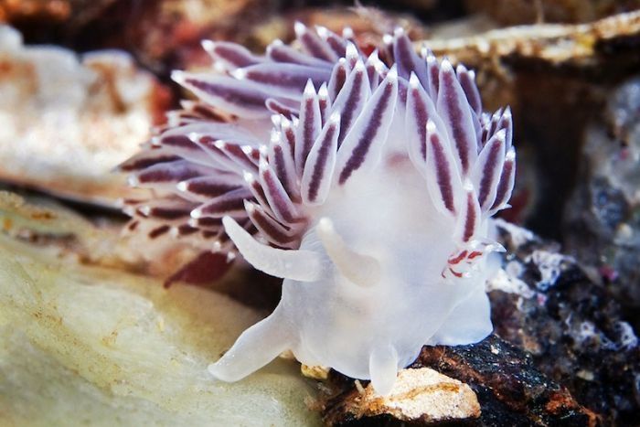 Underwater life, White Sea