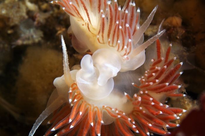 Underwater life, White Sea