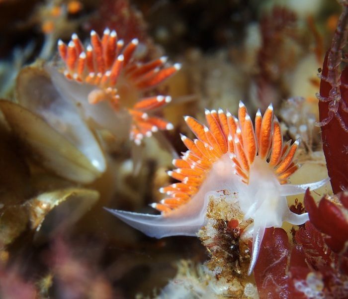 Underwater life, White Sea