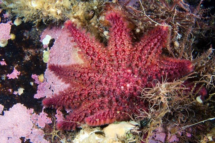 Underwater life, White Sea