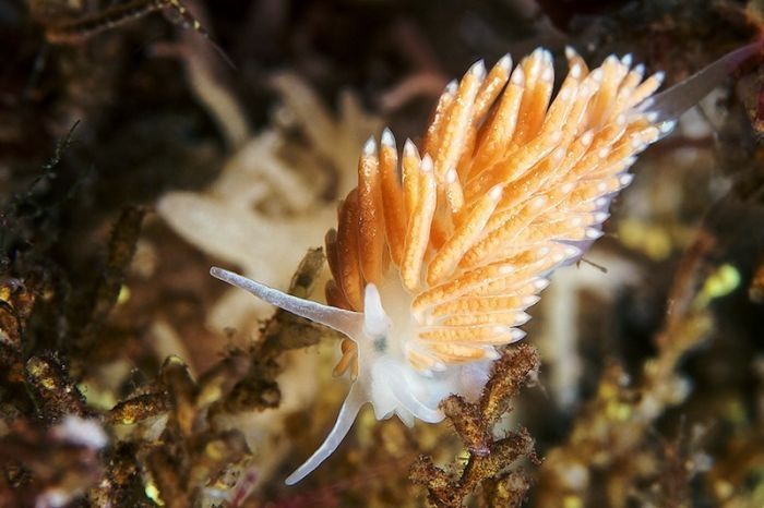 Underwater life, White Sea