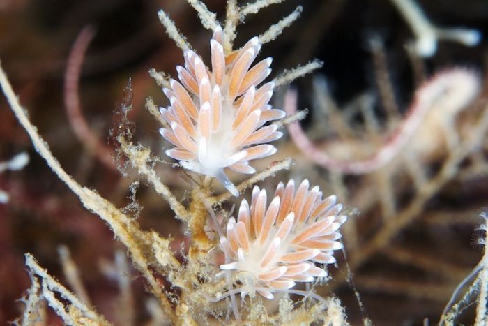 Underwater life, White Sea