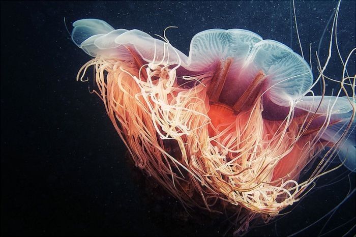 Underwater life, White Sea