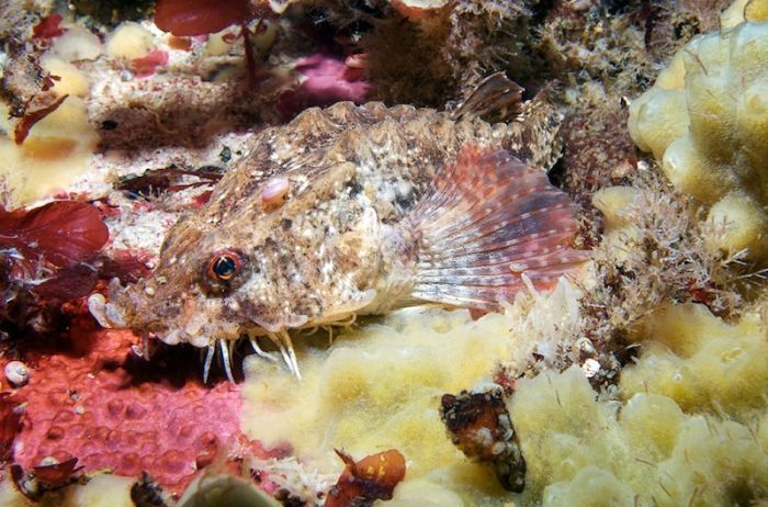 Underwater life, White Sea