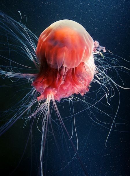 Underwater life, White Sea