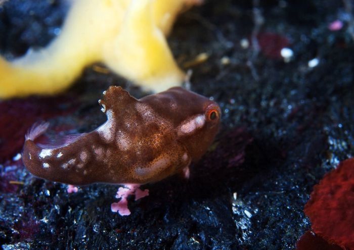 Underwater life, White Sea