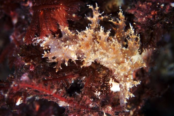 Underwater life, White Sea