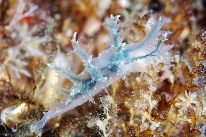 Underwater life, White Sea