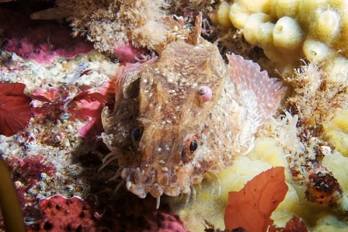 Underwater life, White Sea