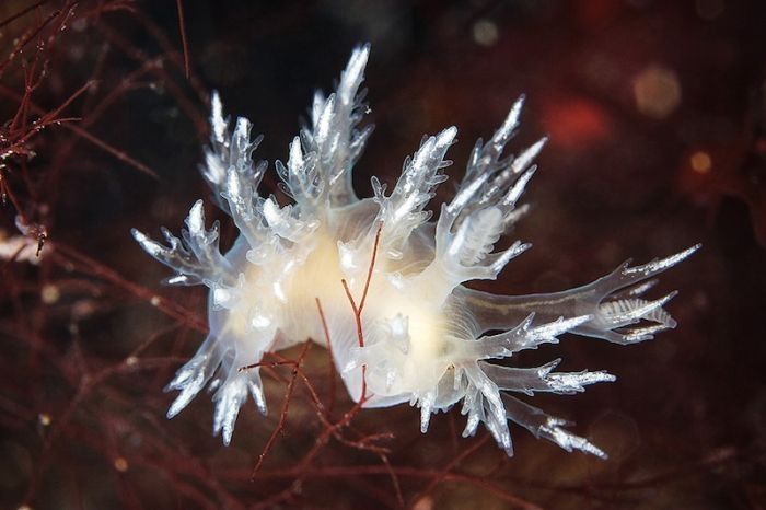 Underwater life, White Sea