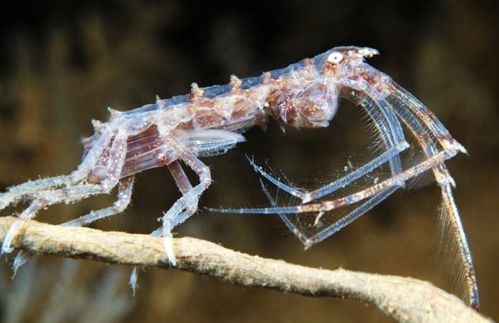 Underwater life, White Sea